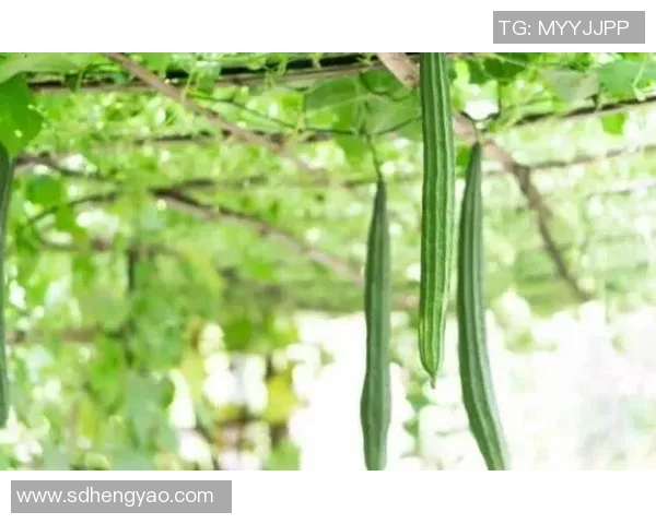 运动男士速干足球球星T恤舒适透气抗汗休闲运动短袖夏季必备